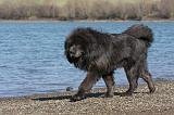 DOGUE DU TIBET 119